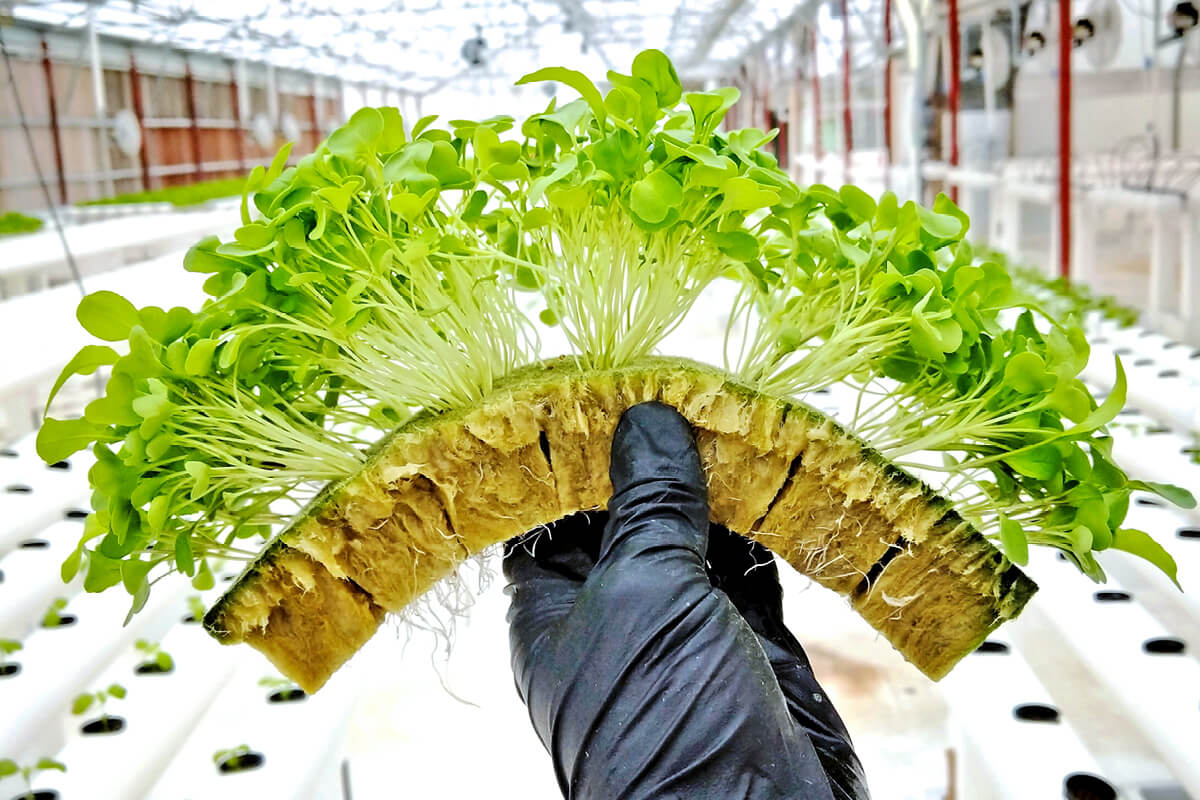 hemp grow substrate.jpg