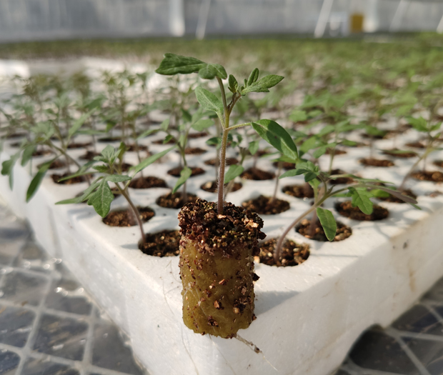 seedling plug.jpg