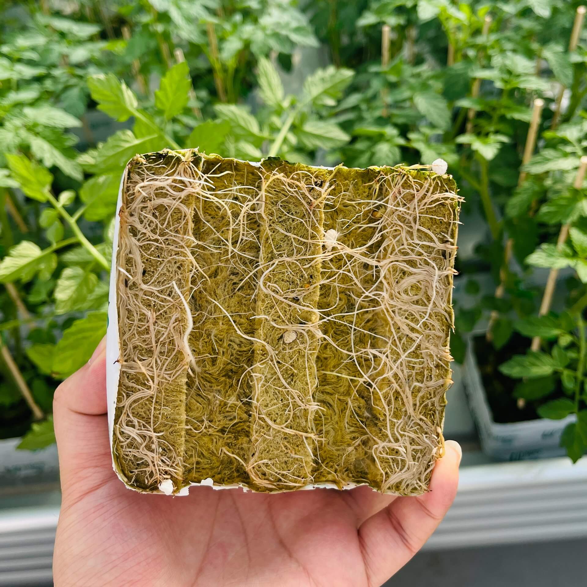 rockwool cube.jpg