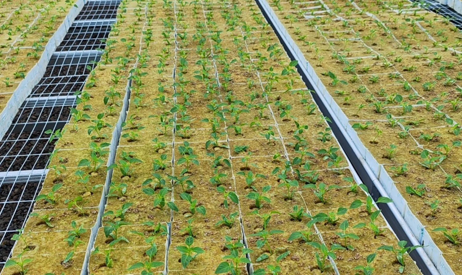 bell pepper seedlings.jpg