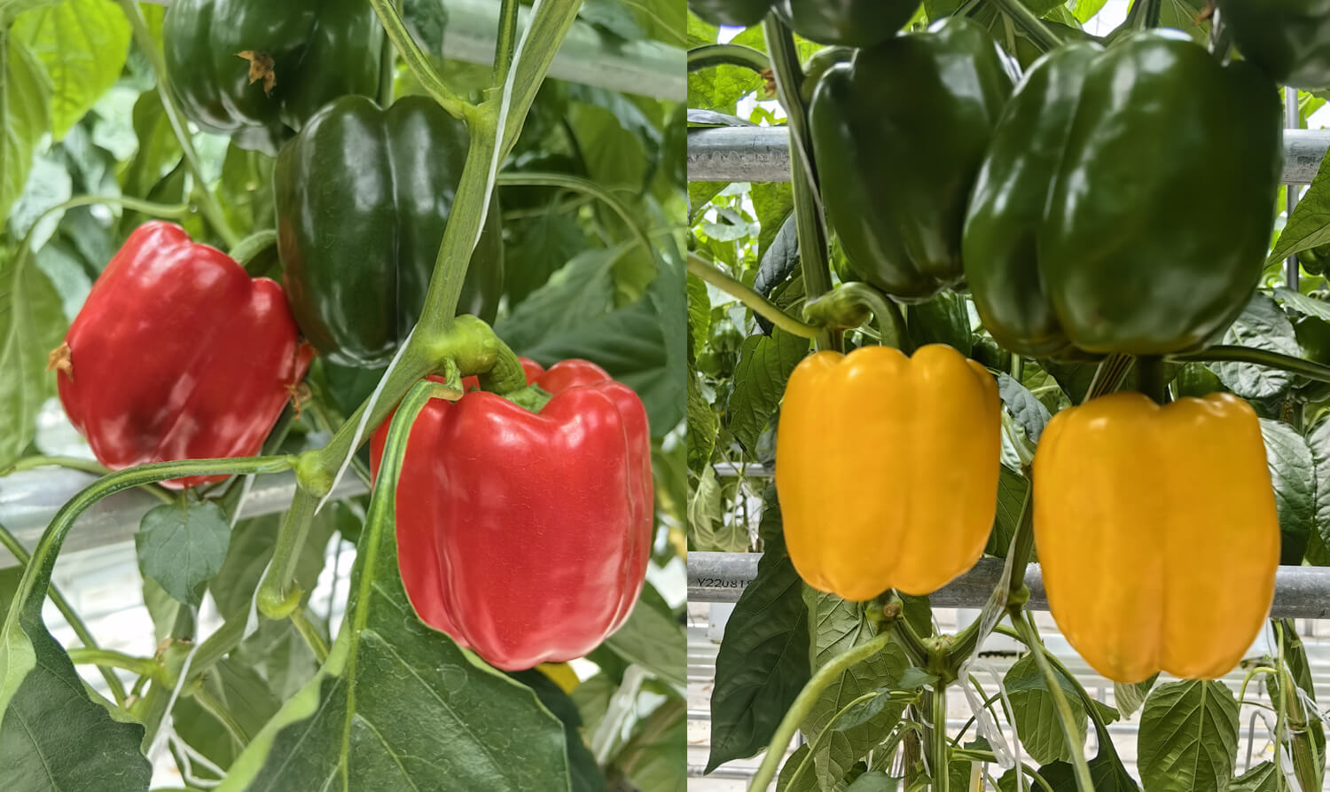 bell pepper.jpg