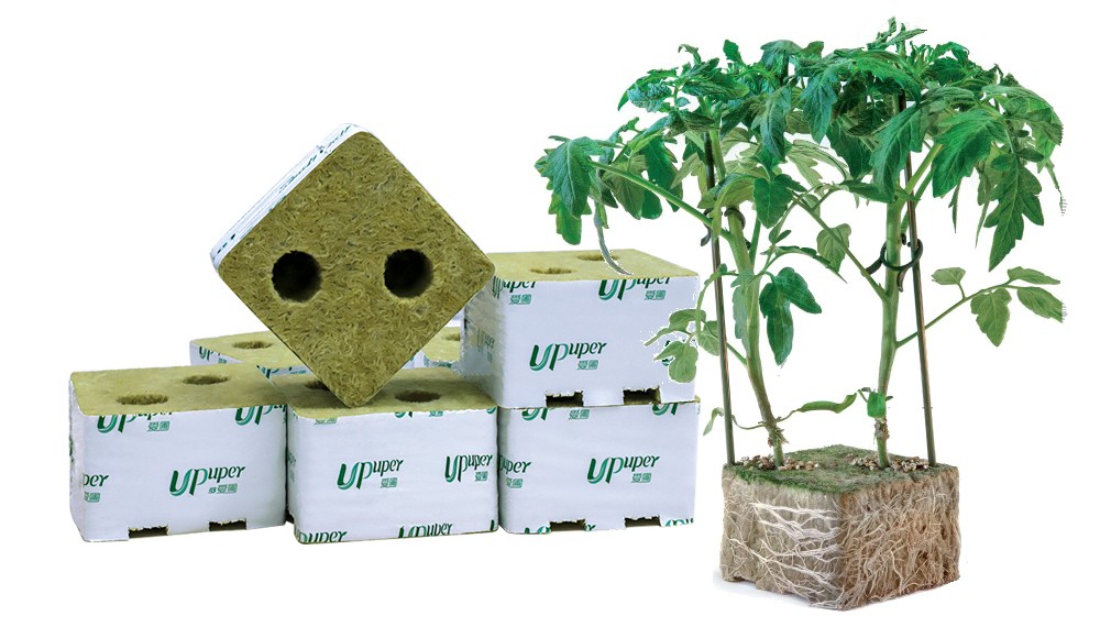 tomato seedlings1.jpg