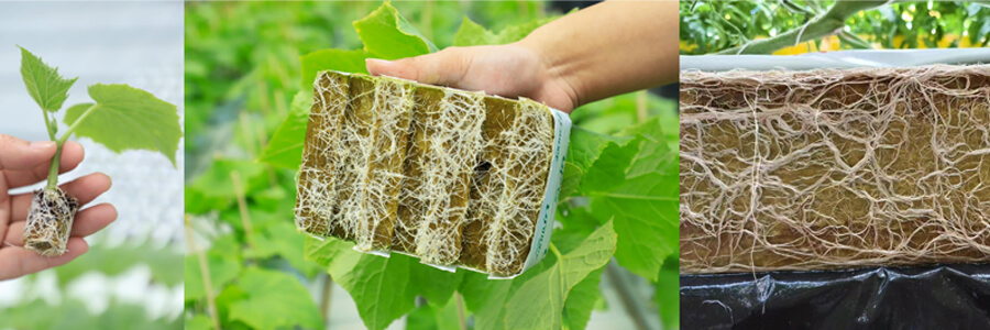 roots in rockwool.jpg