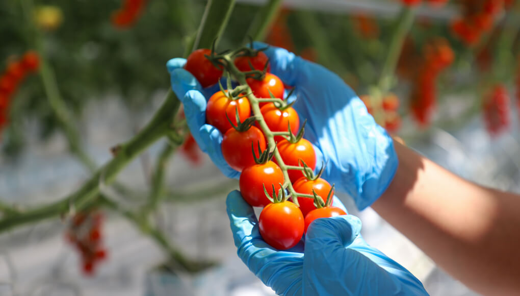 1774254866669496.jpg tomato planting.jpg