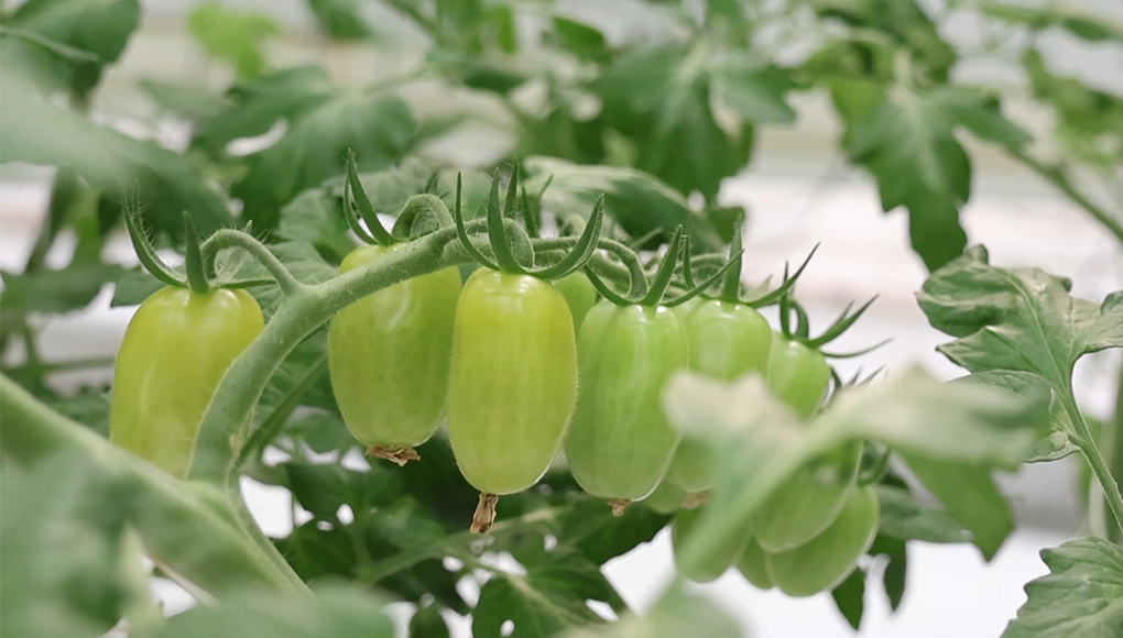 1774254887474096.jpg Grape Tomatoes.jpg