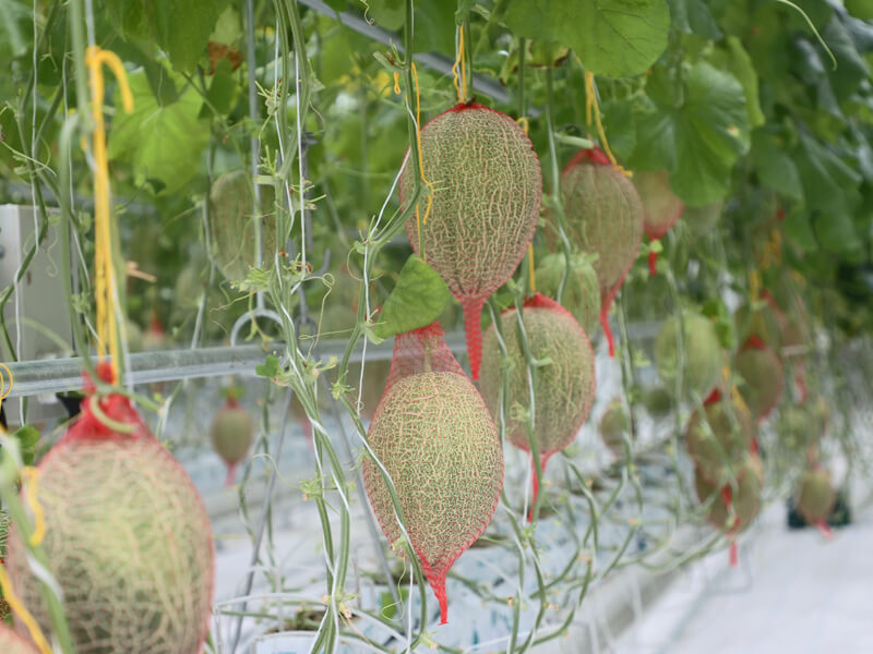 1778826737590267.jpg melon planting in greenhouse1.jpg