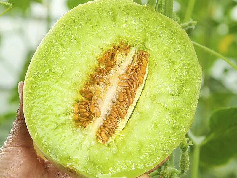 1778826757601838.jpg melon planting in greenhouse.jpg