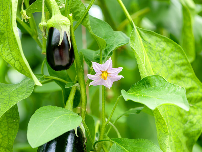 1778826905595585.jpg Eggplant Cultivation hydroponic planting.jpg
