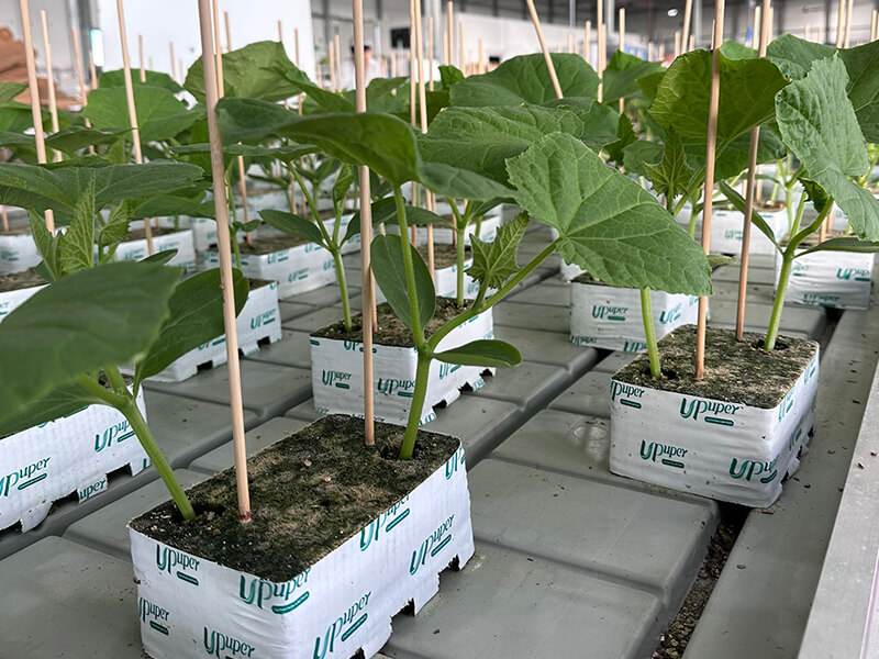 1784254618904316.jpg Australian Cucumber Seedling Production.jpg