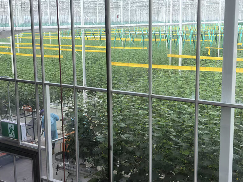 1784254636429346.jpg Australian Cucumber Cultivation.jpg