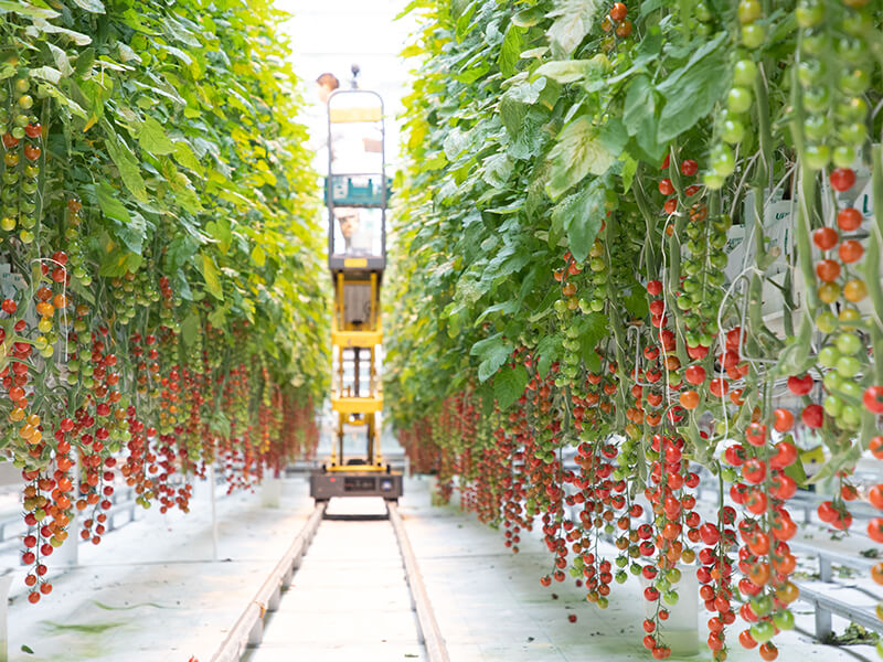 greenhouse tomato planting.jpg