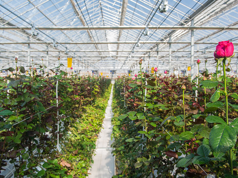 greenhouse rose planting.jpg